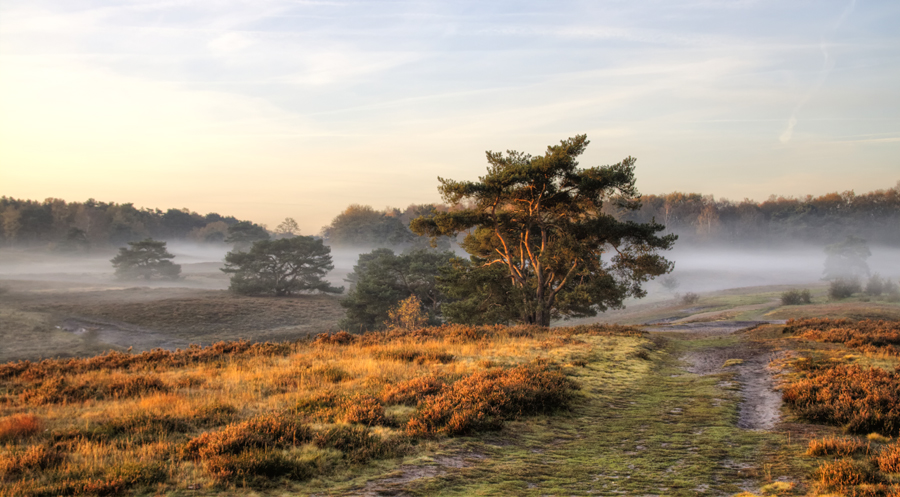 brunssummerheide_by_zweuds-d5o3hmb
