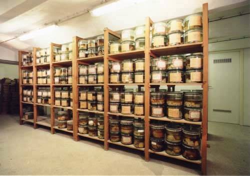 am-spiegelgrund-childrens-brain-specimens