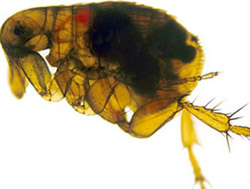 flea_infected_with_yersinia_pestis