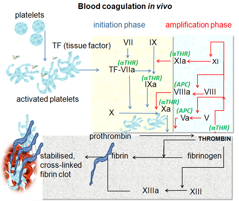 800px-Coagulation_in_vivo
