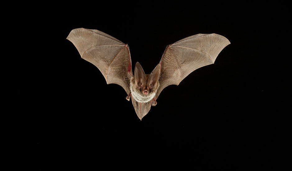 rafinesques-big-eared-bat-940x