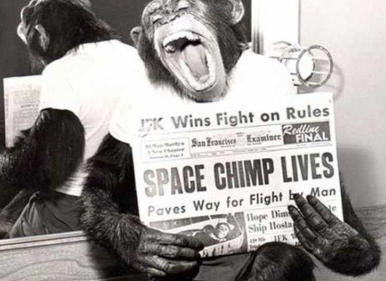 chimp