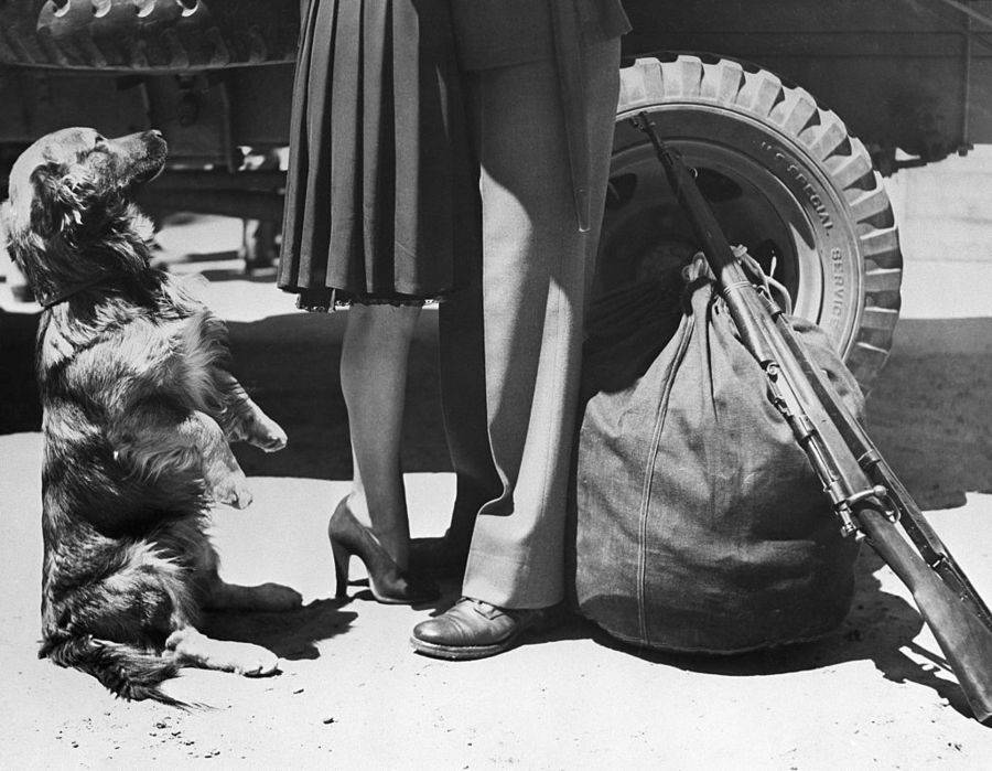 goodbye-as-dog-watches