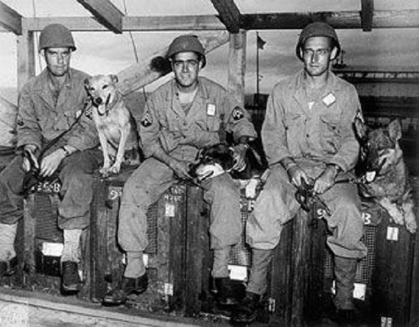 df922266fdf450d7464126518e84bcfb--military-working-dogs-military-dogs