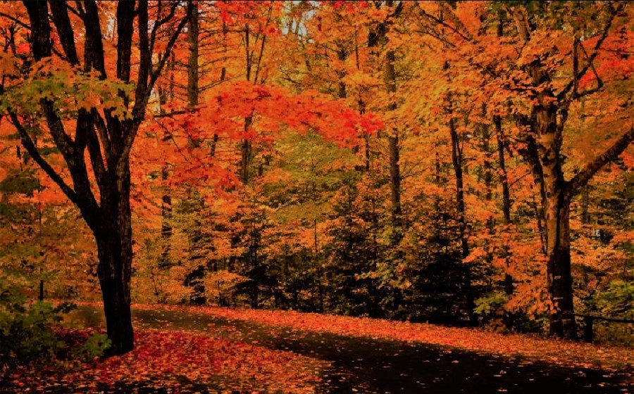 autumn