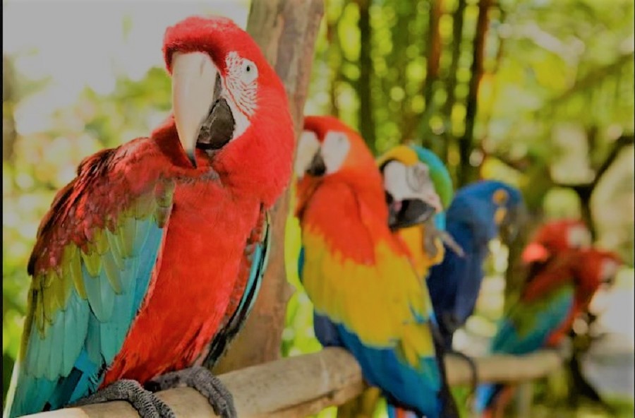 Birds
