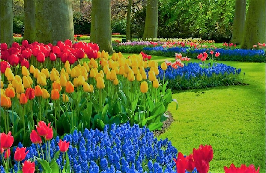 Flowers