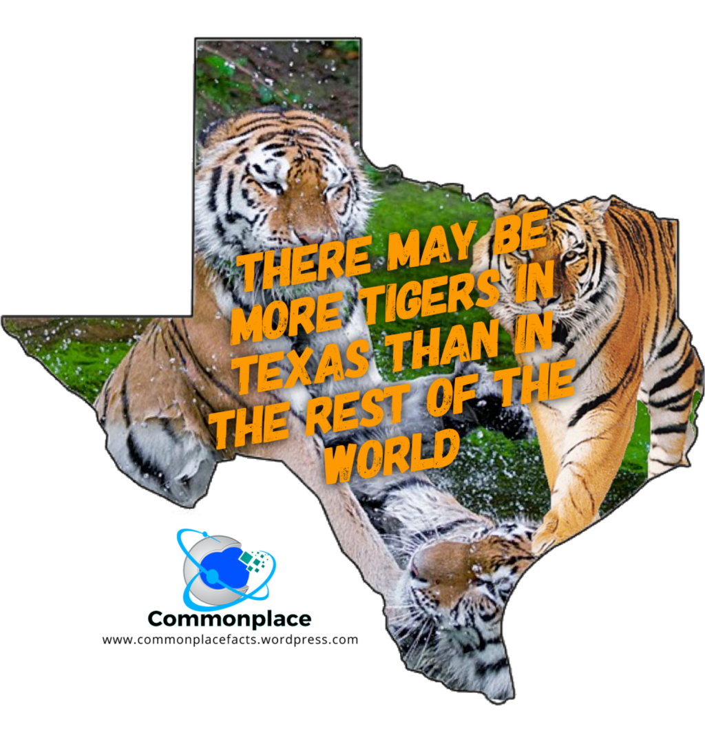 There May Be More Tigers in Texas Than Roaming Wild in the Rest of the&nbsp;World